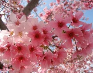 Spring in Japan